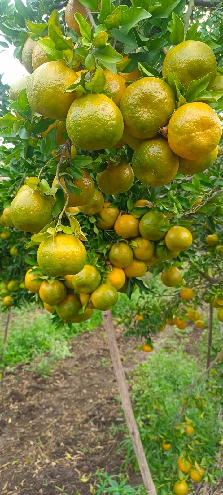 nagpur orange